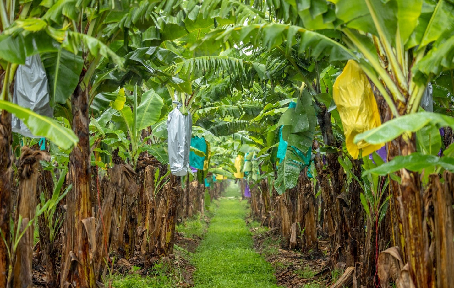 Collection of Polyethylene Farm Plastics in Far North Queensland, Australia (PWRS)