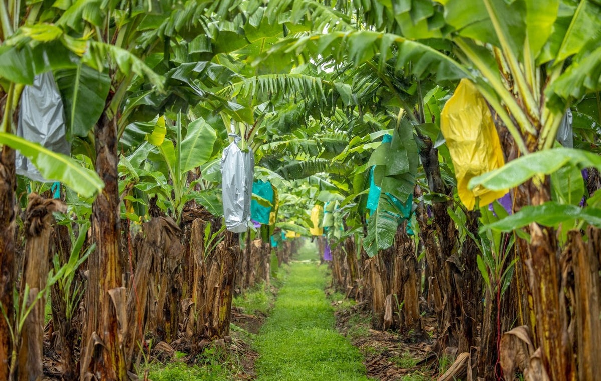 Farm Plastic Collection Collection of Polyethylene Farm Plastics in Far North Queensland, Aust