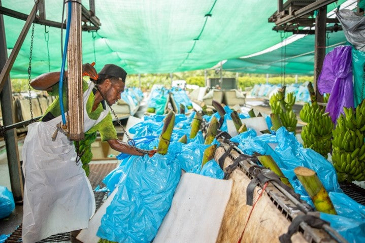 Farm Plastic Collection Collection of Polyethylene Farm Plastics in Far North Queensland, Aust